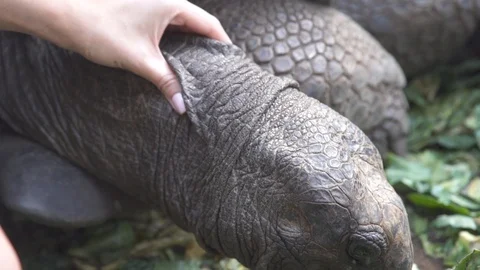 Woman stroking a tortoise as it eats leaves Video stock 85894545