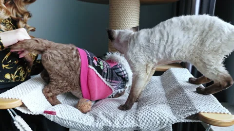 A woman stroking two Devon Rex cats, playing with them Stock Footage 233673171