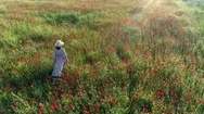 Woman In Summer Dress Walking Through Poppy Field.  Sunset Lights. Aerial View Stock Footage