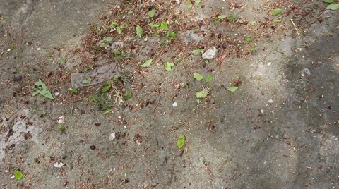 Woman Sweeping Outdoors Vídeo Stock 48843053