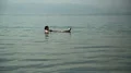 Woman swim in Dead Sea, Jordan HD Footage