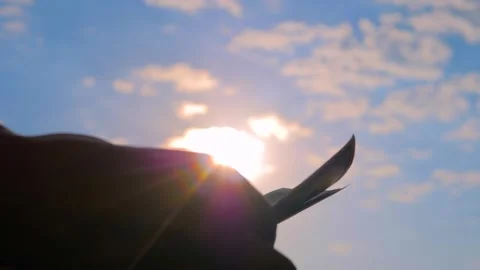 Woman is taking and counting dollar bills against the sunset sky - close up Stock Footage 340440199