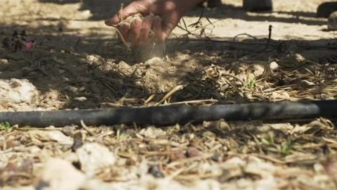 Woman testing dry soil, desertification concept. Rotten olives on ground Stock Footage 137300982