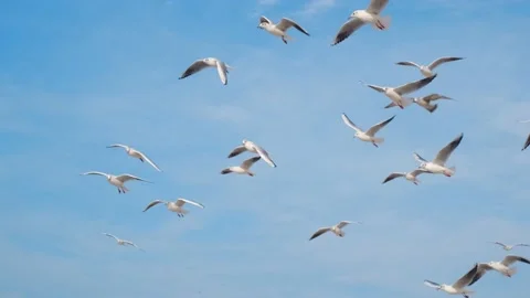 Woman throws bread to the sky and feeds soaring seagulls and albatrosses flying Stock Footage 166566286