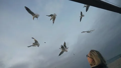 A woman throws pieces of bread to the seagulls and they grab it on the fly Stock Footage 253215217