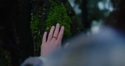 Woman touch tree bark trunk in cinematic forest Video stock 159540973