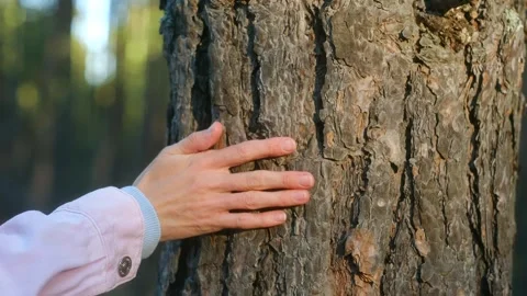 Woman touching pine tree trunk with hand in forest Stock Footage 296747630