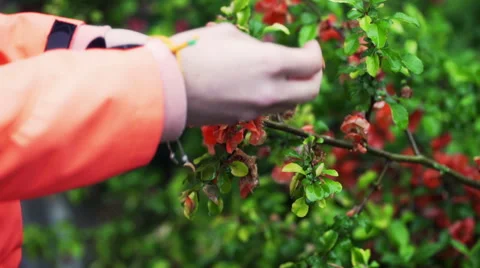 Woman touching tree which is about to blossom Video stock 51782333