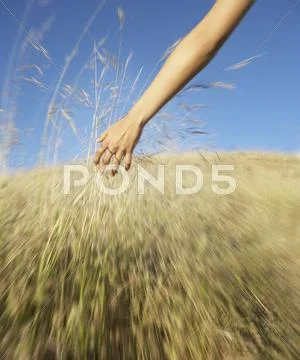 Woman touching wild grasses Stock Photos