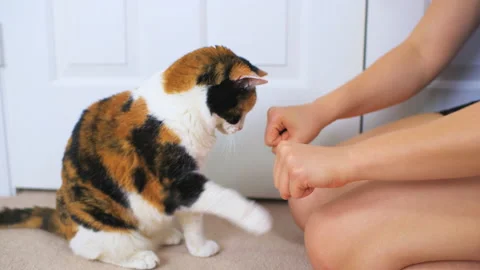 Woman training calico senior cat to play hiding fist hand game with treat Vidéo 144904053