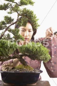 Woman trimming bonsai tree Stock Photos