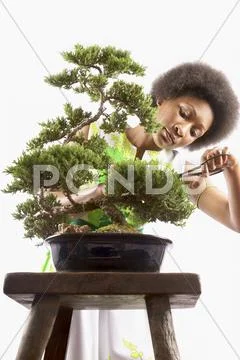 Woman trimming bonsai tree Stock Photos