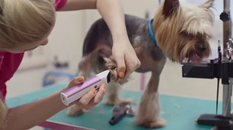 Woman Trimming Fur on Dogs Paws Stock Footage