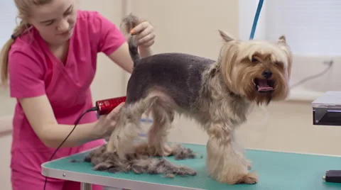 Woman Trimming Yorkshire Terrier Stock Footage