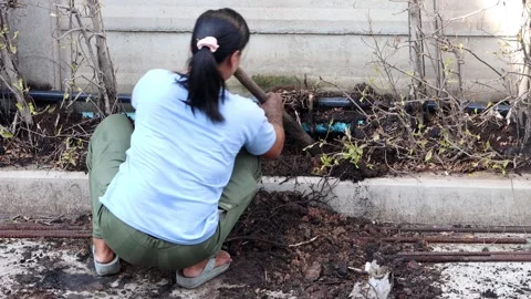 A woman is try hack off the roots of a tree in the ground Video stock 293082282