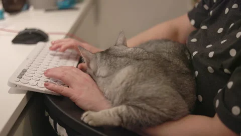 Woman typing on her computer while working from home and her cat is lying in her Stock Footage 270168821