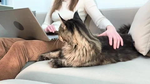 Woman uses laptop while stroking maine coon cat lying on sofa indoors. Larg.. Stock Footage 332127570