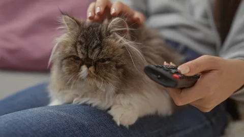 A woman uses a remote control while petting her fluffy cat on her lap in a .. Video stock 285101285