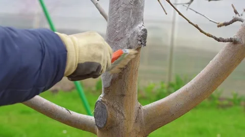 A woman using a brush to whitewash the trunk of a tree in spring. She caref.. Stock Footage 346122093