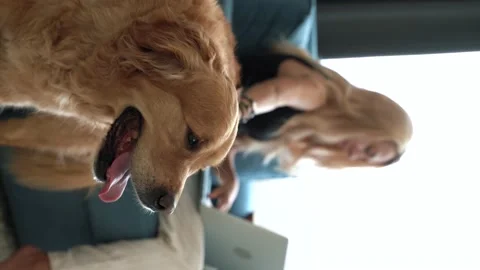 Woman is using laptop, computer and working with dog at home. Stock Footage 213528635