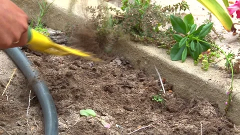 Woman Using A Rake To Remove Weeds Stock Footage 156765408