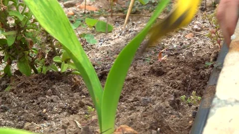 Woman Using A Rake To Remove Weeds Stock Footage 156765411