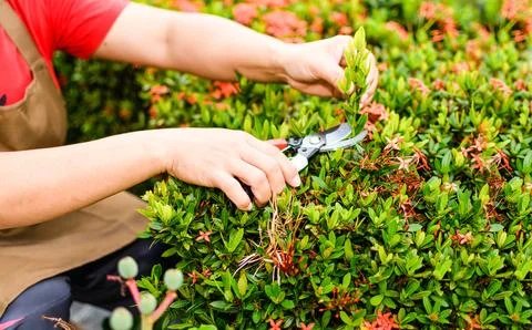 A woman is using scissors to prune a tree in the back of the house. Stock Photos