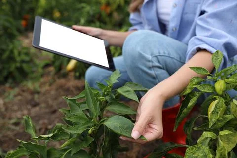 Woman using tablet with blank screen in field, closeup. Agriculture technolog Stock Photos