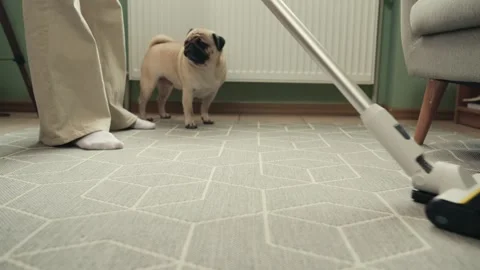 Woman Vacuum Cleaning Floor While Pug Watching Nearby 動画素材 345605768