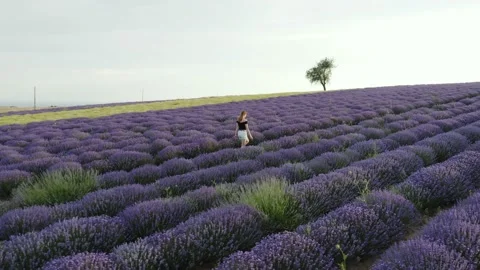 Woman walking between rows of purple lavender field. Stock Footage 133370886
