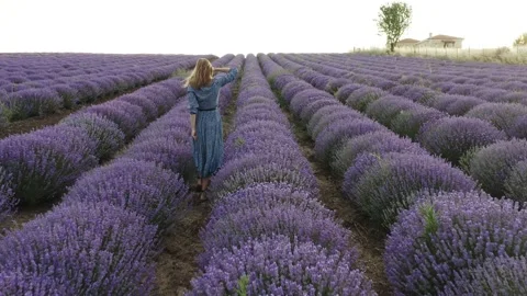 Woman walking between rows of purple lavender field. Stock Footage 133371492