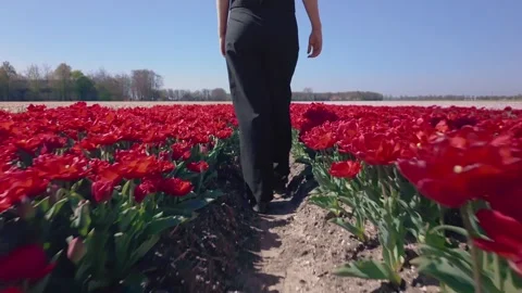 Woman Walking Between Rows Of Red Tulips Stock Footage 331825044