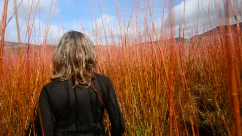 Woman walking between wicker fields before harvesting. 4K Tracking handheld shot Stock Footage 178094192