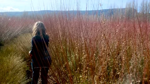 Woman walking between wicker fields before harvesting. 4K Tracking handheld shot Stock Footage 178094395