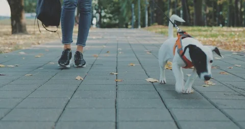 Woman walking with dog in park Stock Footage