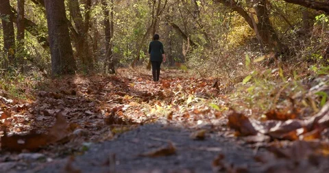 Woman Walking Down Forest Path In Autumn Stock Footage 119003078