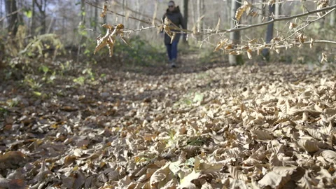 Woman walking down a leaf covered forest path on a sunny day in fall Stock Footage 146466220