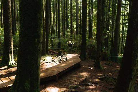 Woman walking on empty path through green forest Stock Photos