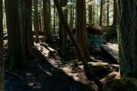Woman walking on empty path through green forest Stock Photos
