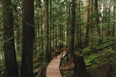 Woman walking on empty path through green forest Stock Photos