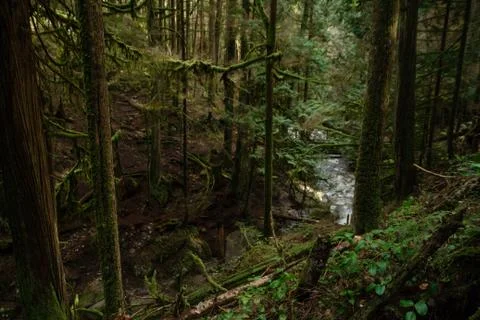 Woman walking on empty path through green forest Stock Photos