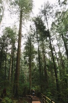 Woman walking on empty path through green forest Stock Photos