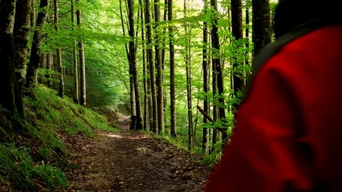 Woman walking in the forest Stock Footage 80661063