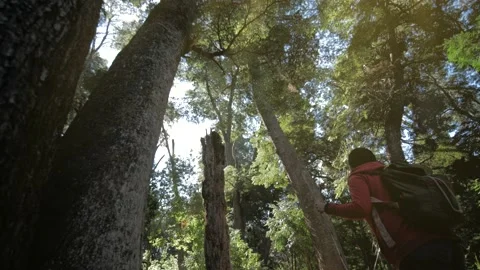 Woman walking on the forest Stock Footage 152585912