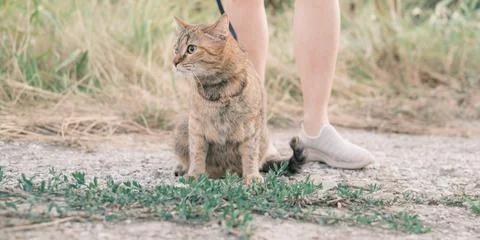 Woman walking with a ginger cat on a leash outdoor. Stock Photos