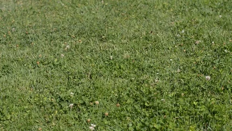 Woman walking on the grass Stock Footage 78761343