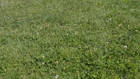 Woman walking on the grass Stock Footage 78761424