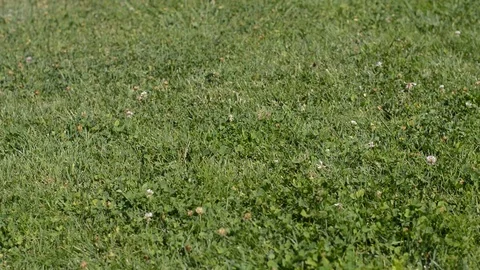 Woman walking on the grass Stock Footage 78767770