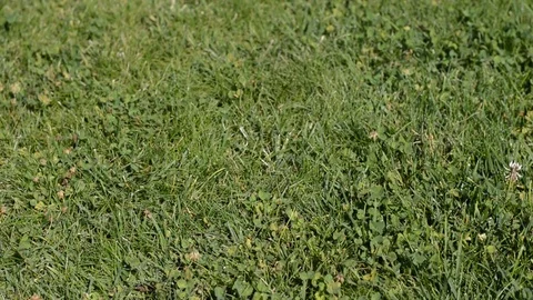 Woman walking on the grass Stock Footage 78767778