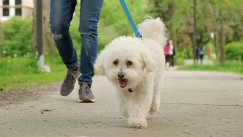 A woman walking her cute white poodle/terrier dog outside. 4K slow motion. Stock Footage 109073053
